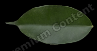 decal leaf 0009